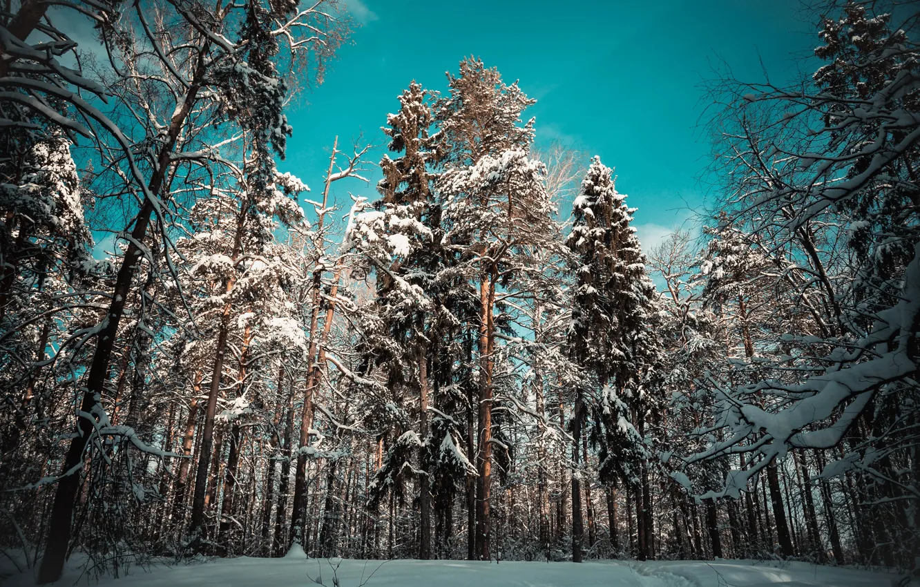 Photo wallpaper winter, forest, snow, trees, landscape, nature, tree, the snow