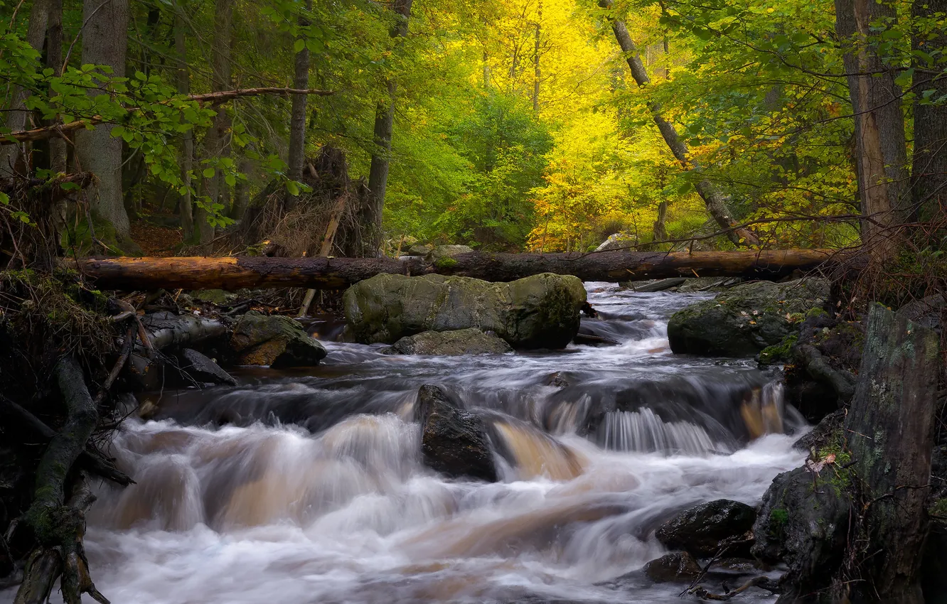 Photo wallpaper forest, trees, branches, stream, stones, shore, for, waterfall