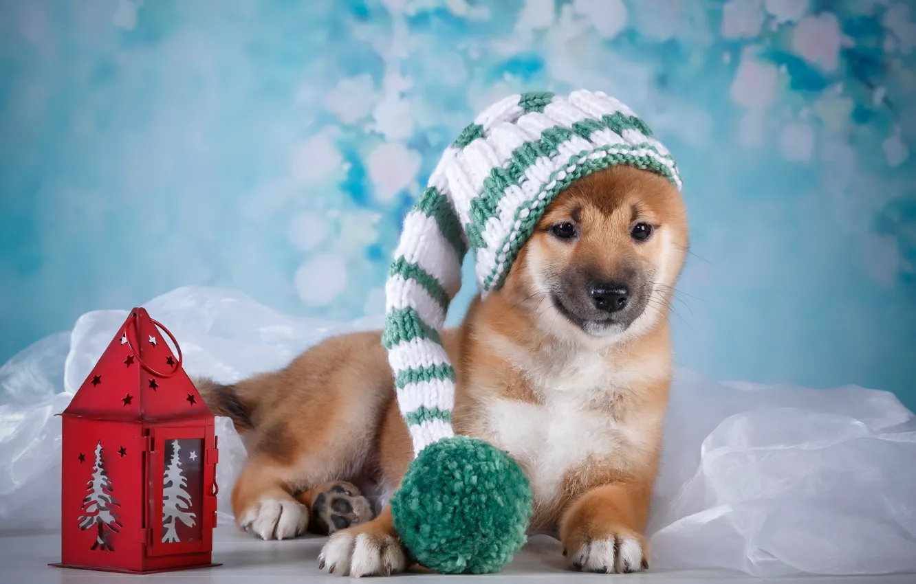 Photo wallpaper hat, flashlight, puppy, fabric, bubo