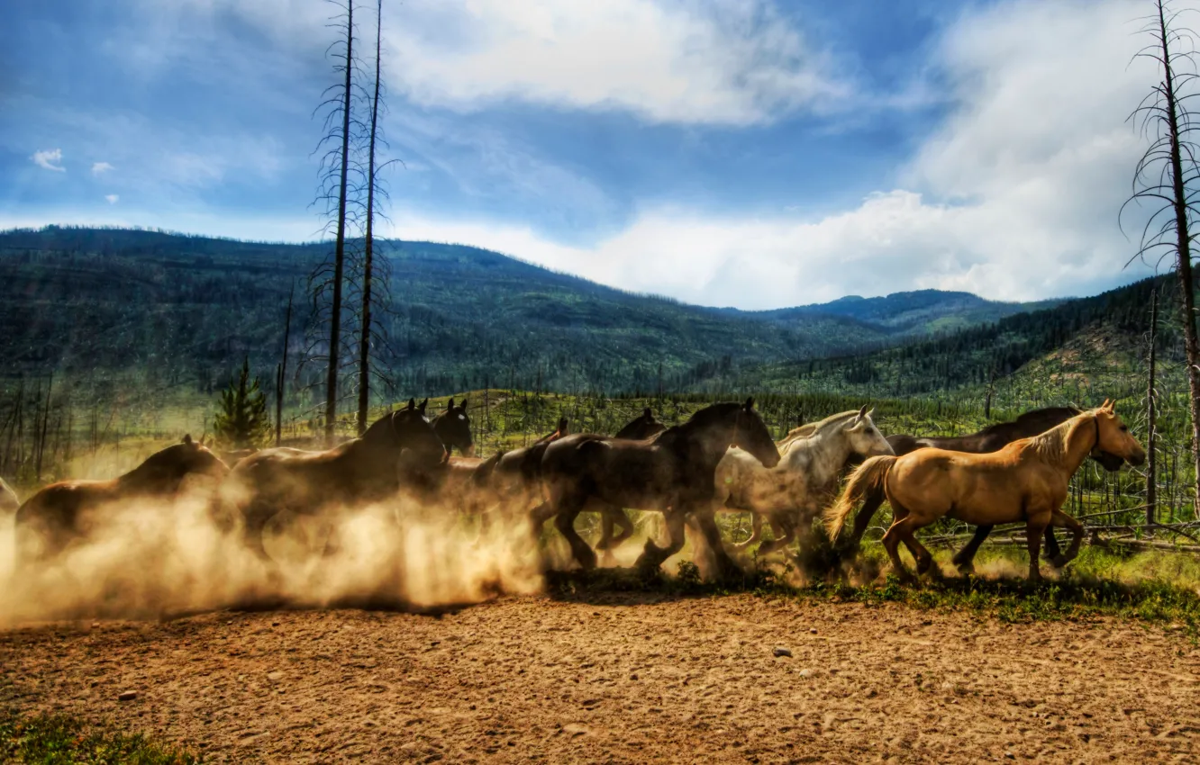Photo wallpaper horse, the herd, jump