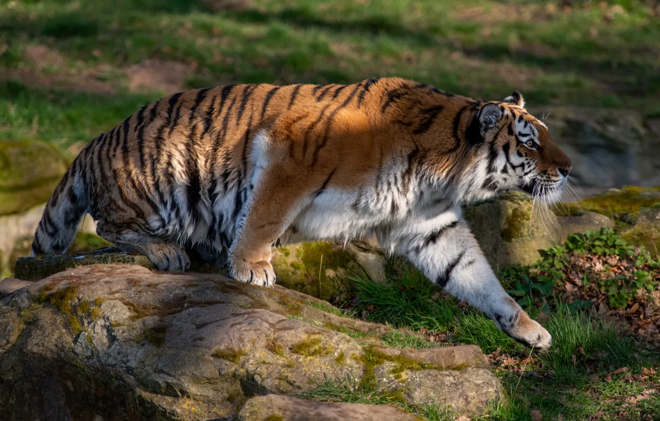 Photo wallpaper light, tiger, pose, sneaks