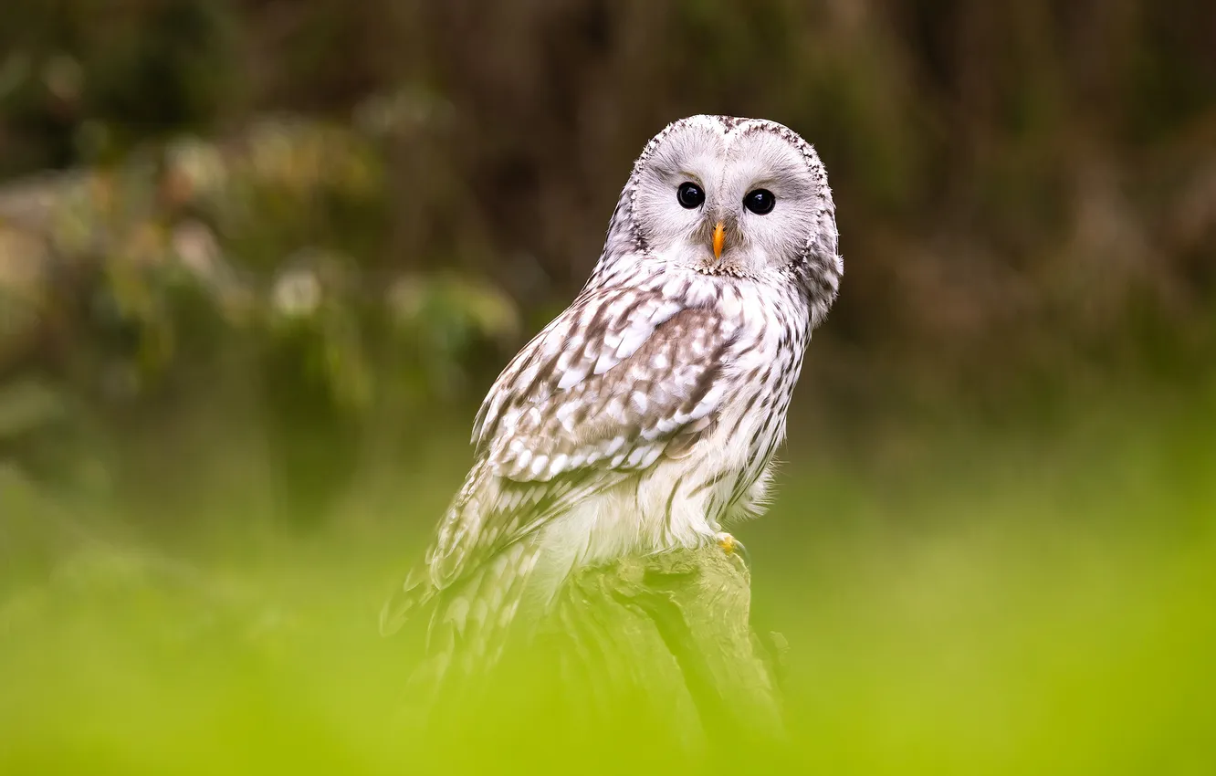 Photo wallpaper look, nature, pose, owl, bird, stump, bokeh, owl