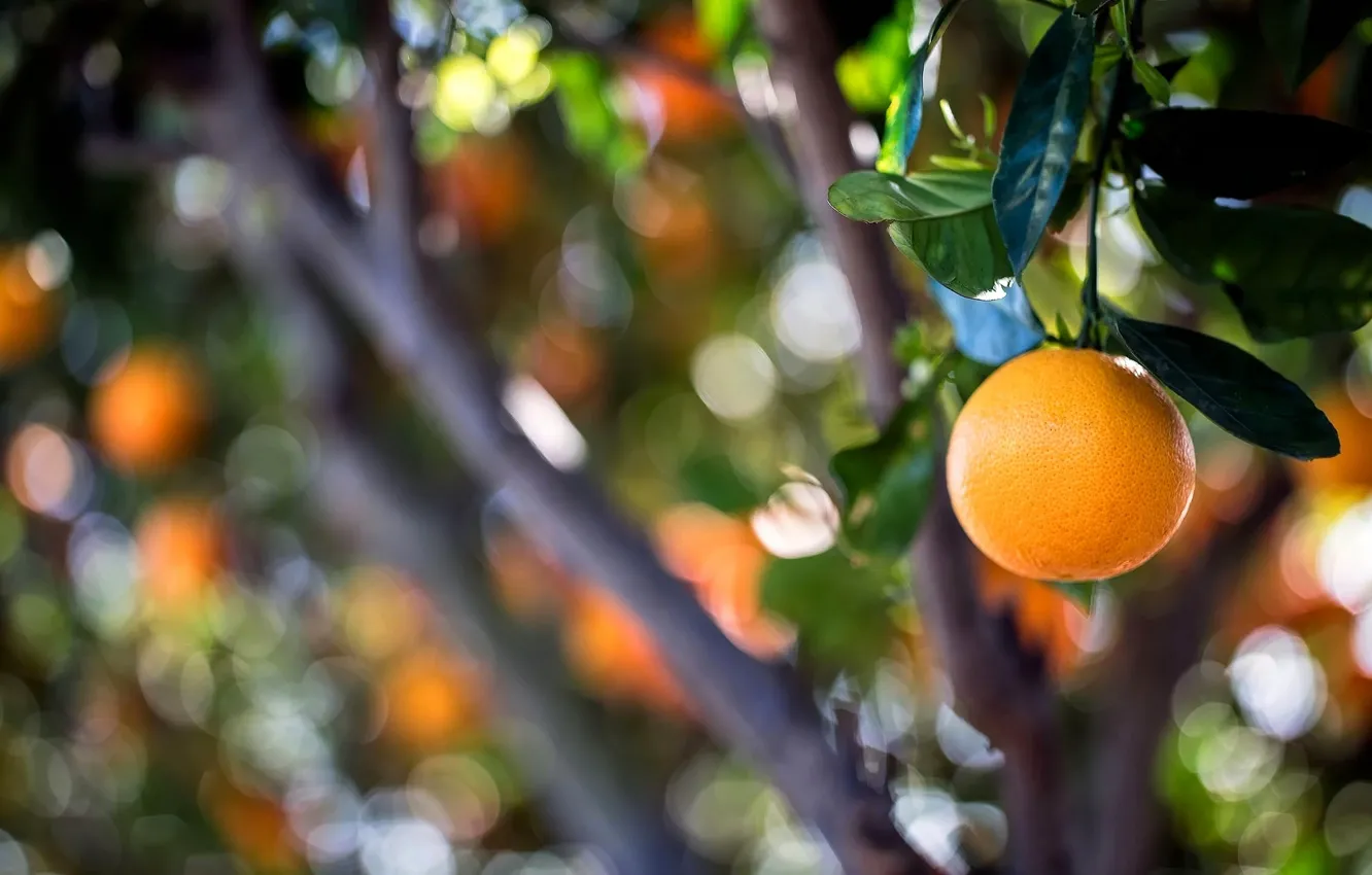 Photo wallpaper trees, orange, fruit