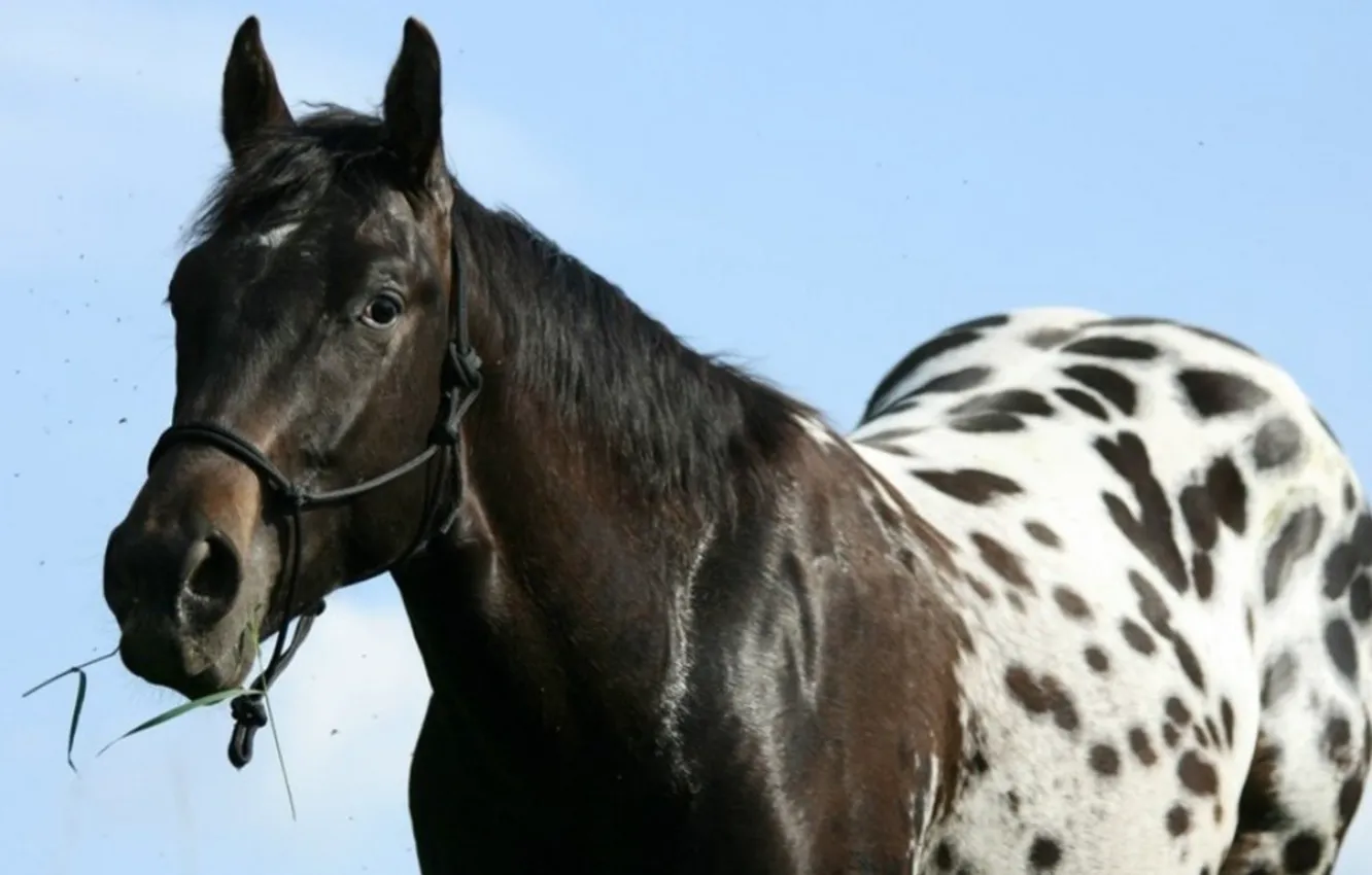 Photo wallpaper Appaloosa, animal, horse, Native American, nose pierces