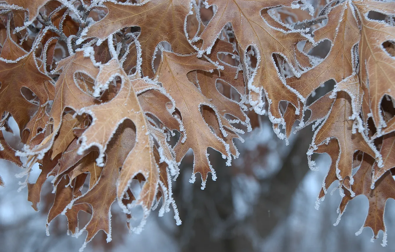 Photo wallpaper frost, autumn, leaves, nature, crystals