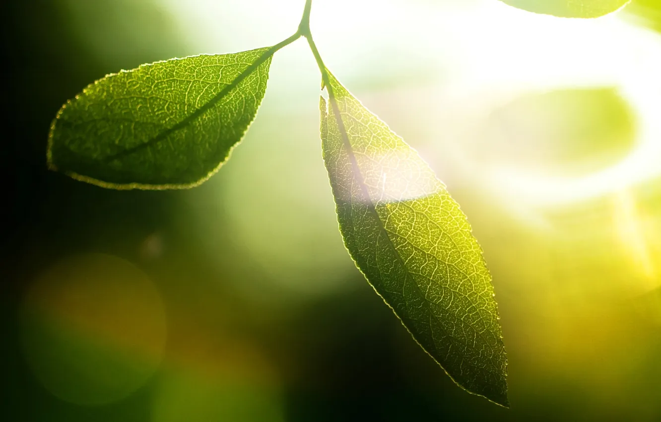 Photo wallpaper greens, leaves, the sun, macro, rays, light, background, green