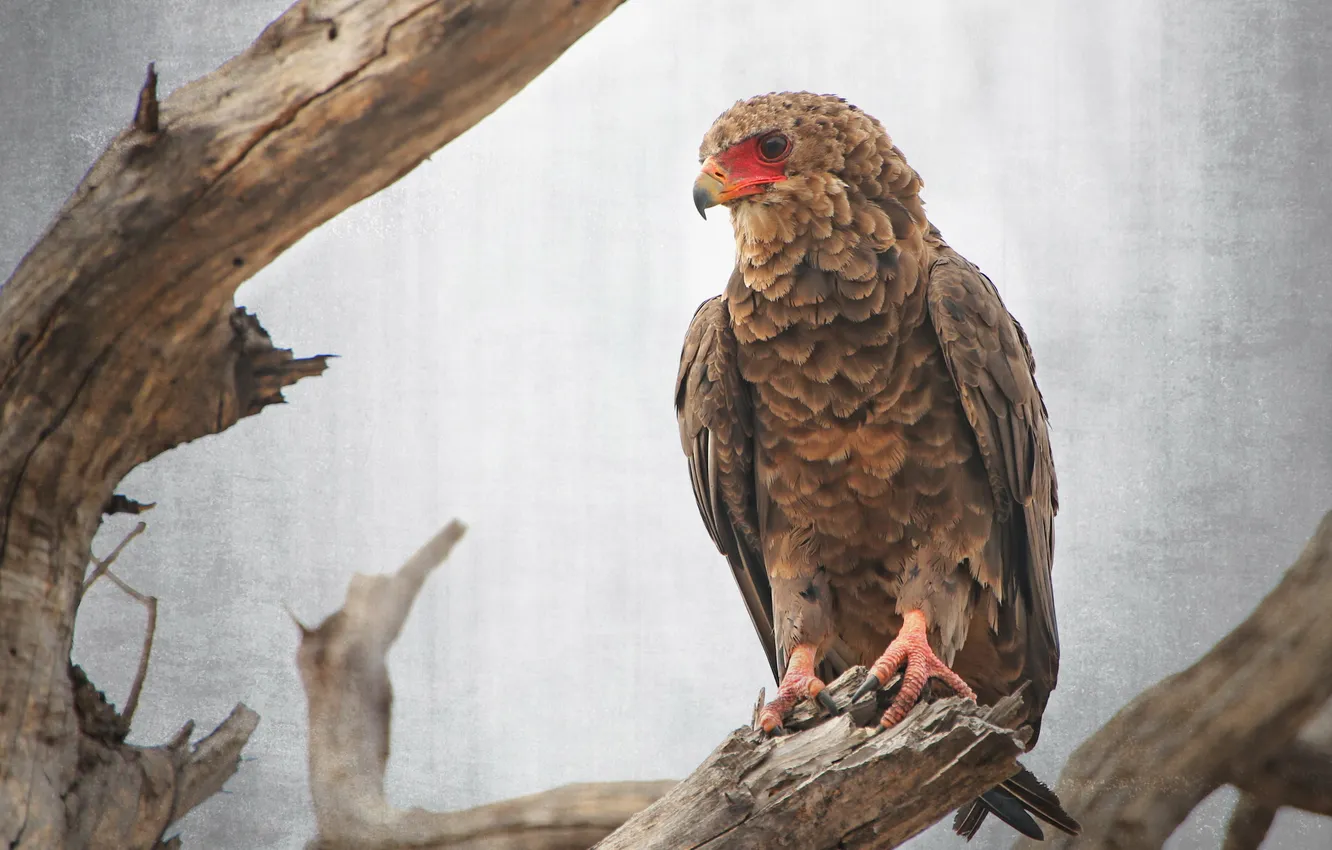 Photo wallpaper nature, background, bird