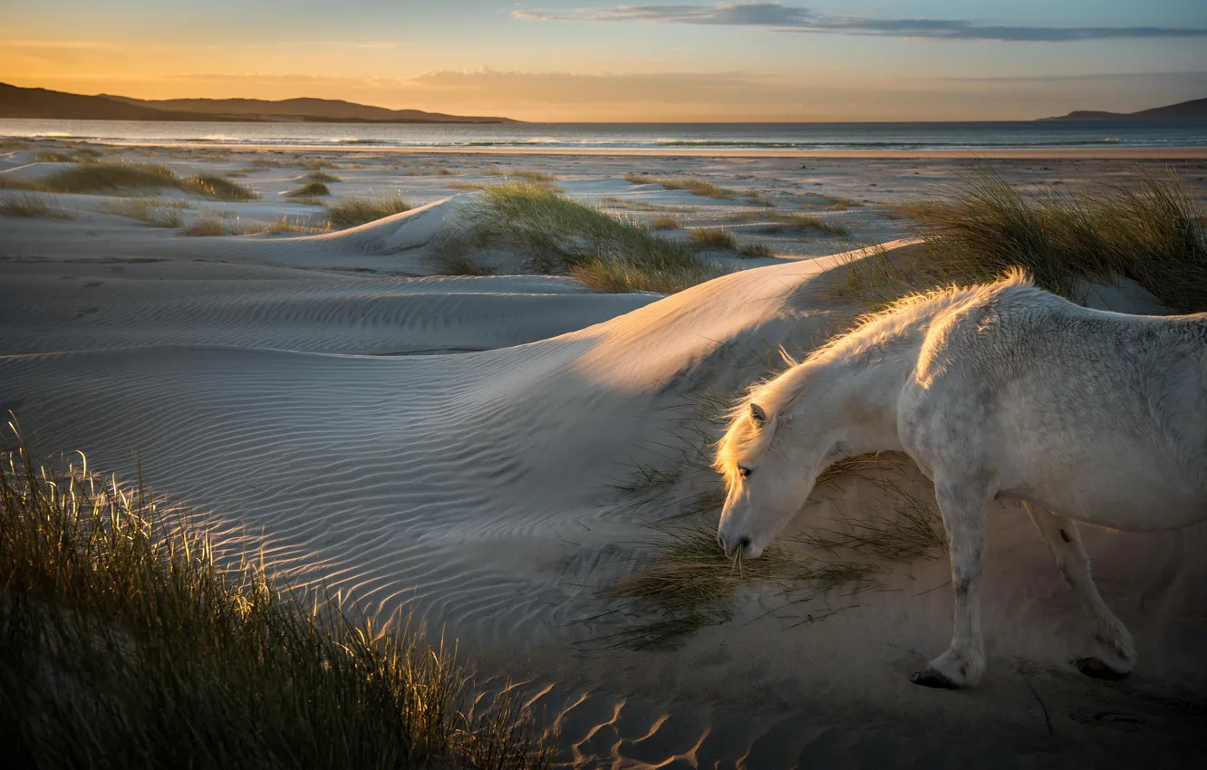 Photo wallpaper sand, white, the sky, grass, face, light, nature, horse