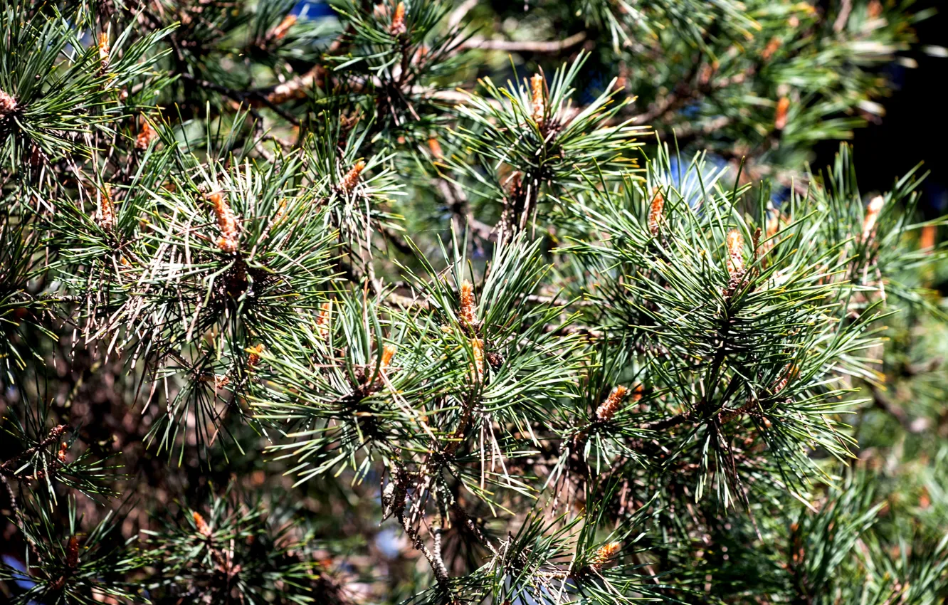 Photo wallpaper needles, tree, spruce, shoots