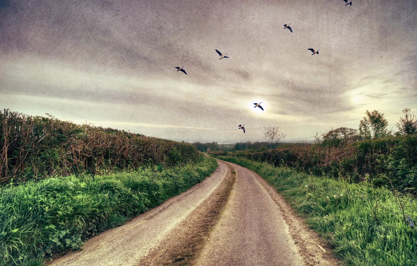Photo wallpaper road, landscape, style, background, bird, texture