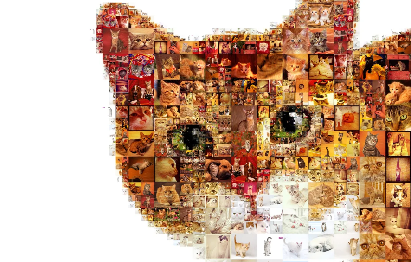 Photo wallpaper cat, photos, photo collage, mosaic pattern