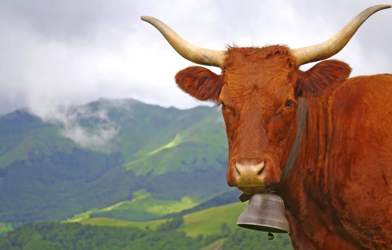 Photo wallpaper landscape, mountains, France, cow, horns, bell, Auvergne, Cantal