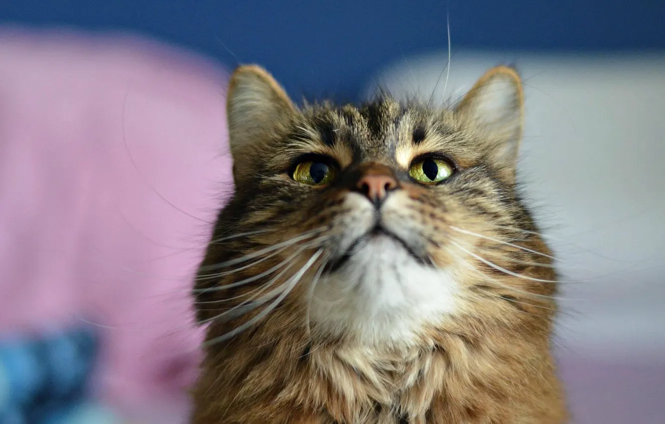 Photo wallpaper cat, cat, look, pose, face