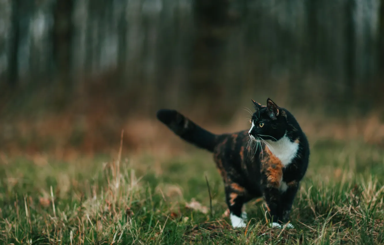 Photo wallpaper cat, look, nature, pose, face