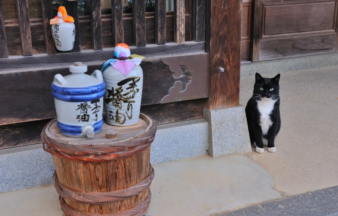 Photo wallpaper Cat, Japan, sake