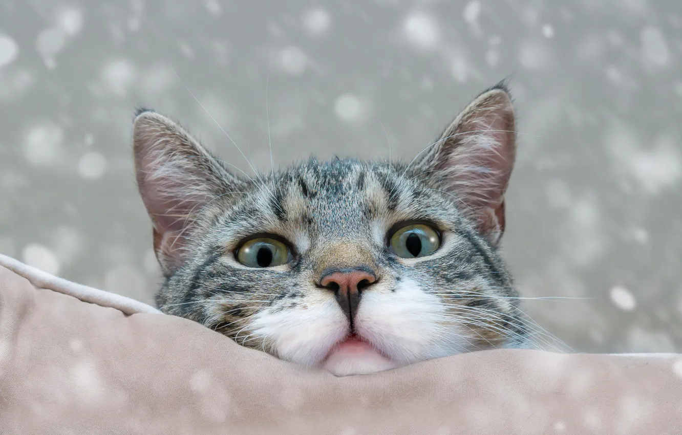 Photo wallpaper cat, face, pillow, bokeh