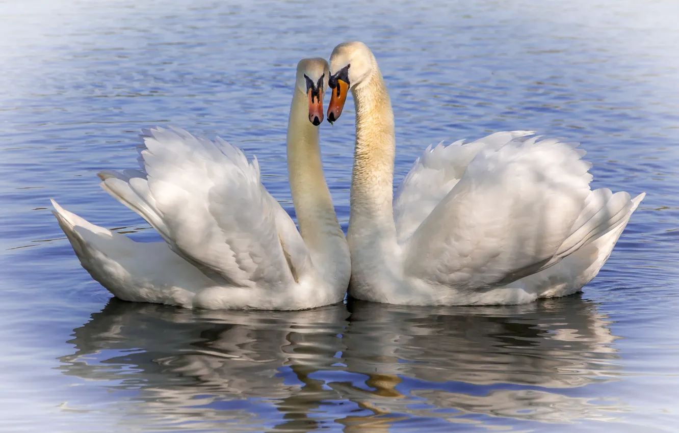 Photo wallpaper water, pose, bird, together, pair, white, swans, pond