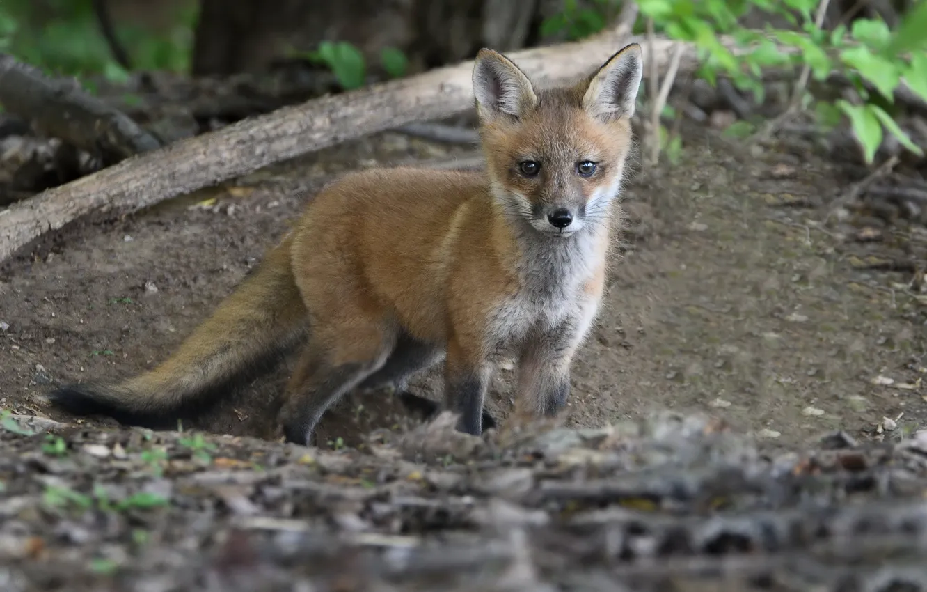 Photo wallpaper look, nature, Fox