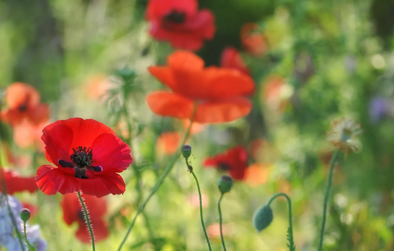 Photo wallpaper field, macro, flowers, red, Maki, blur