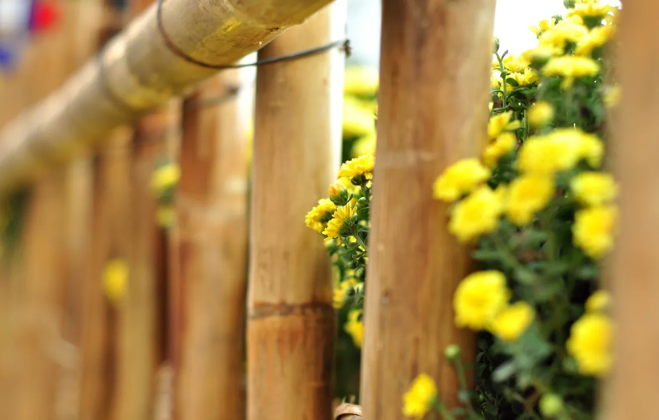 Photo wallpaper macro, flowers, yellow, background, tree, widescreen, Wallpaper, the fence