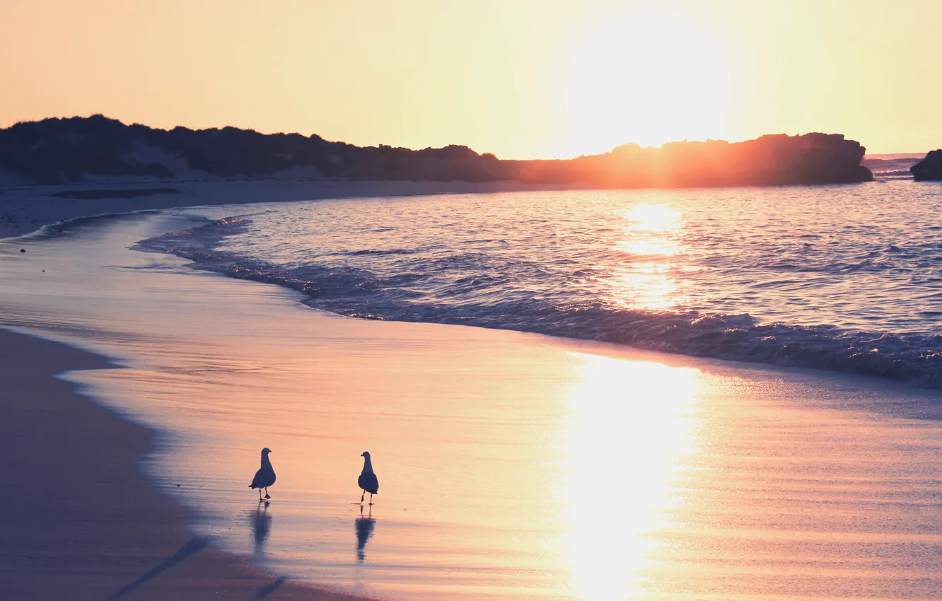 Photo wallpaper sand, sea, dawn, seagulls, surf