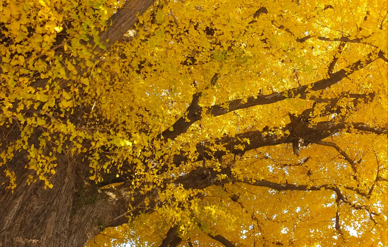 Photo wallpaper Tree, Autumn, Leaves, Nature, Fall, Tree, Autumn, Yellow