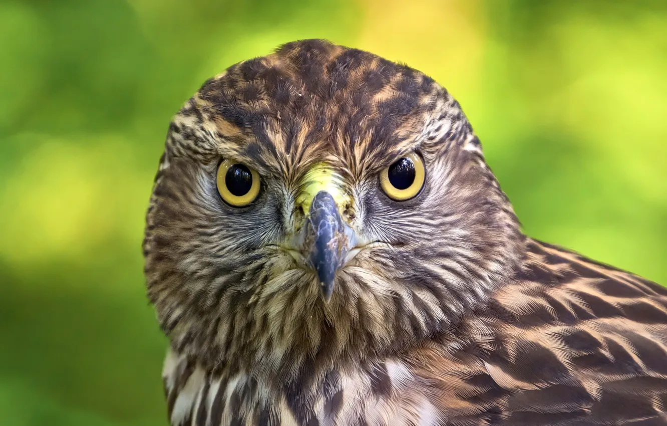 Photo wallpaper bird, look, owl