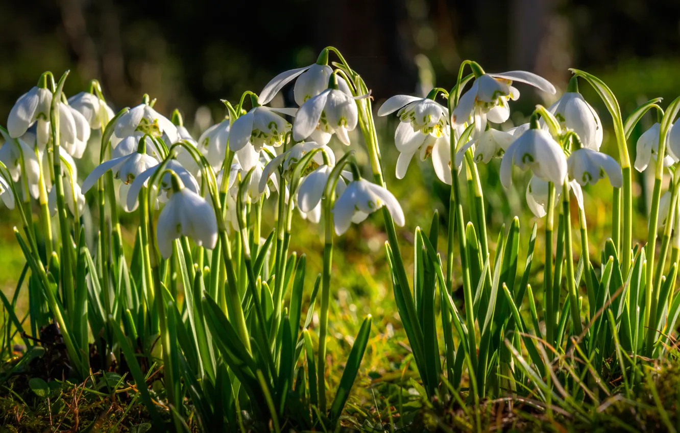 Photo wallpaper spring, snowdrops, a lot