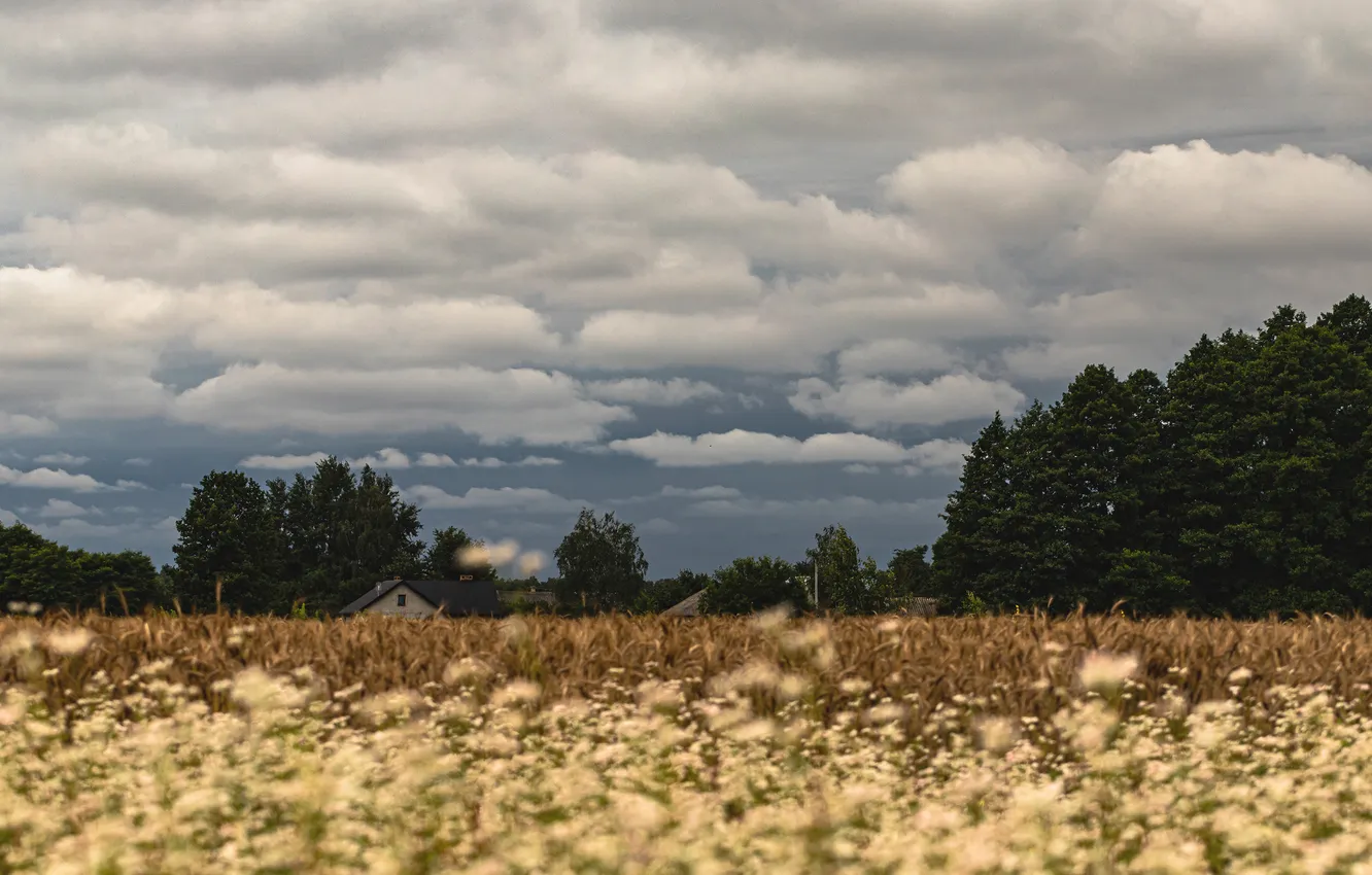 Photo wallpaper field, forest, summer, clouds, flowers, overcast, dal