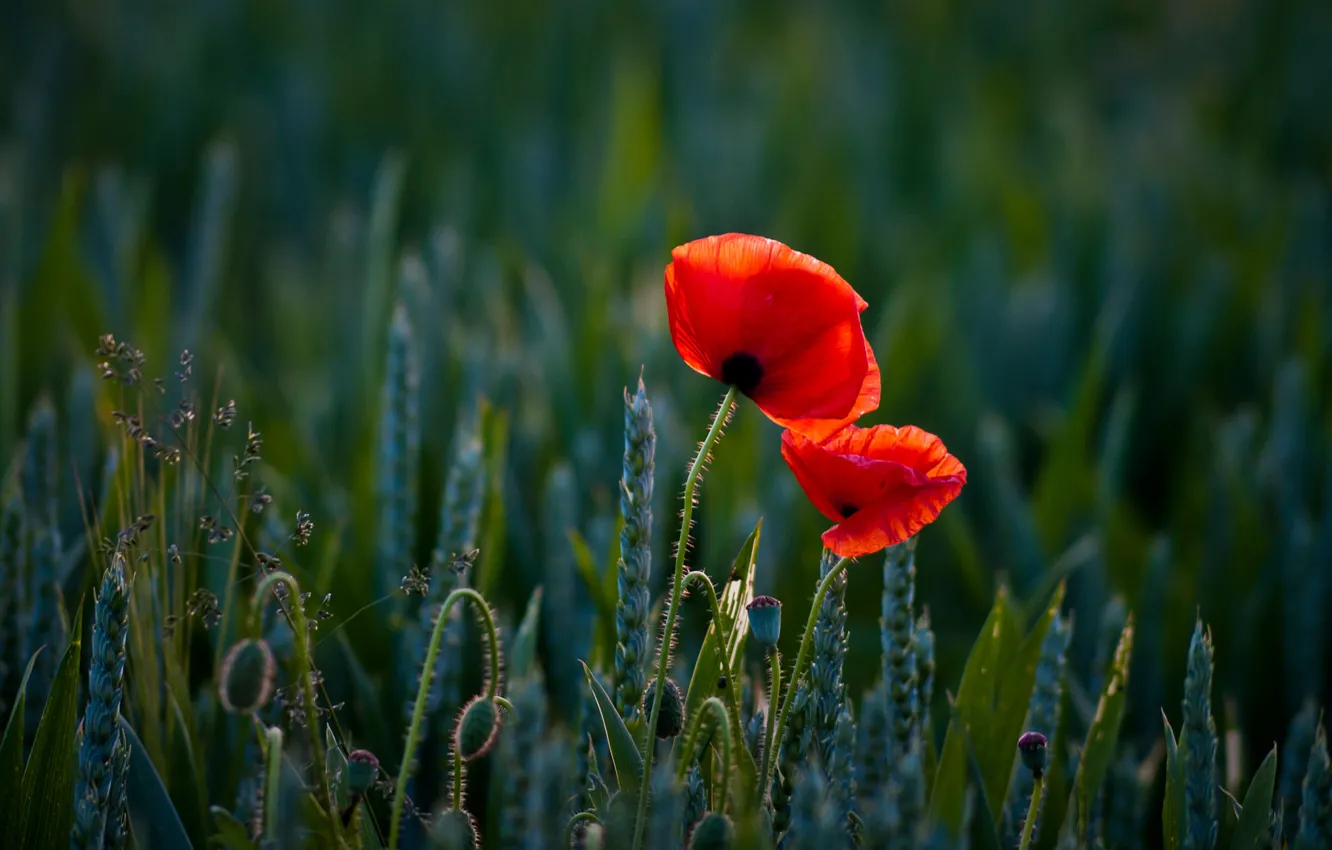 Photo wallpaper wheat, field, summer, flowers, red, nature, two, Mac