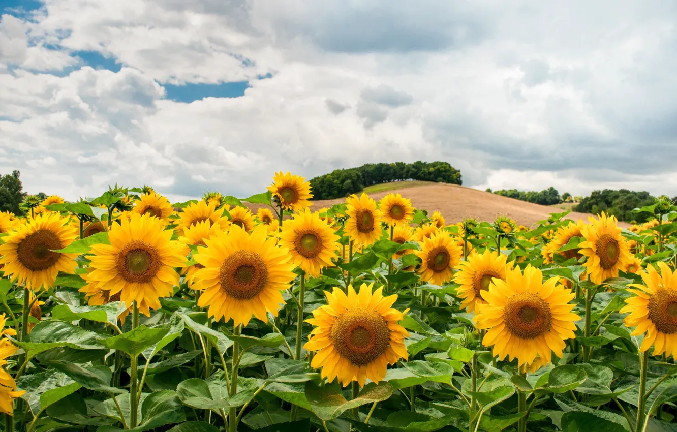 Photo wallpaper field, clouds, hills, sunflower