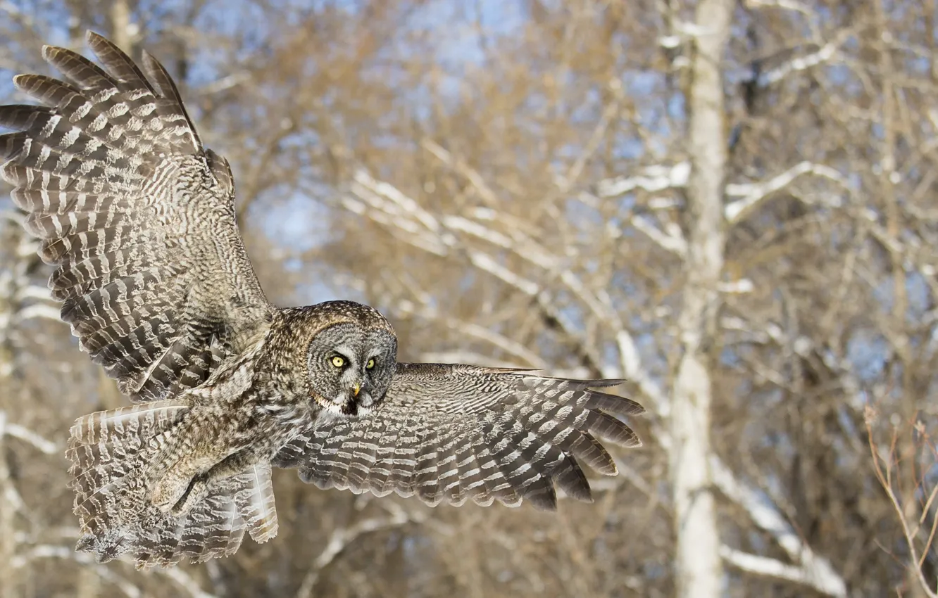 Photo wallpaper forest, trees, flight, owl, bird