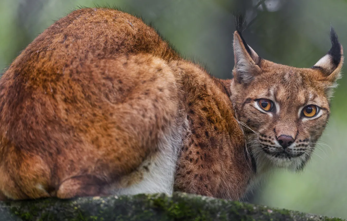 Photo wallpaper look, face, pose, back, lynx, sitting