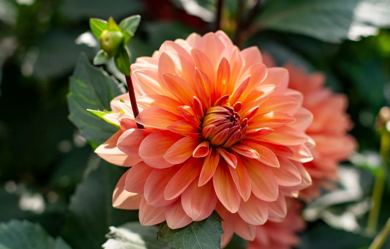 Photo wallpaper macro, flowers, orange, dahlias