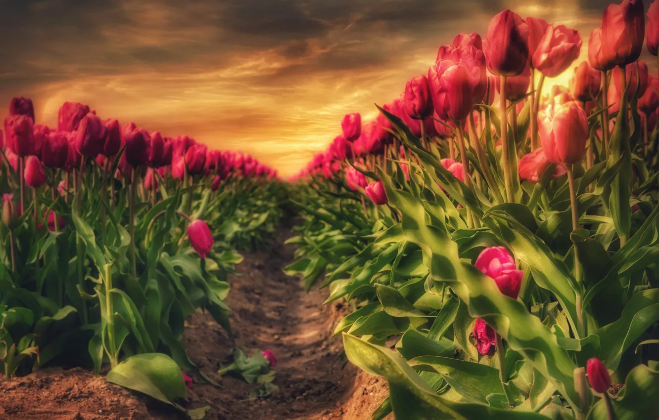 Photo wallpaper field, the sky, leaves, clouds, light, sunset, flowers, red