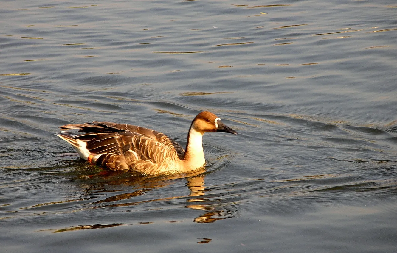 Photo wallpaper wave, glare, pond, duck, ruffle