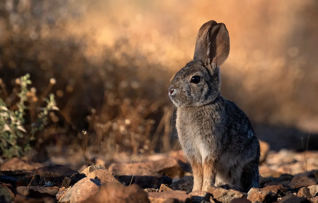 Photo wallpaper nature, grey, hare, rabbit