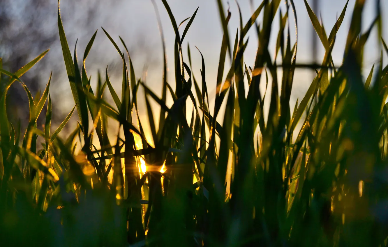 Photo wallpaper grass, macro, sunset