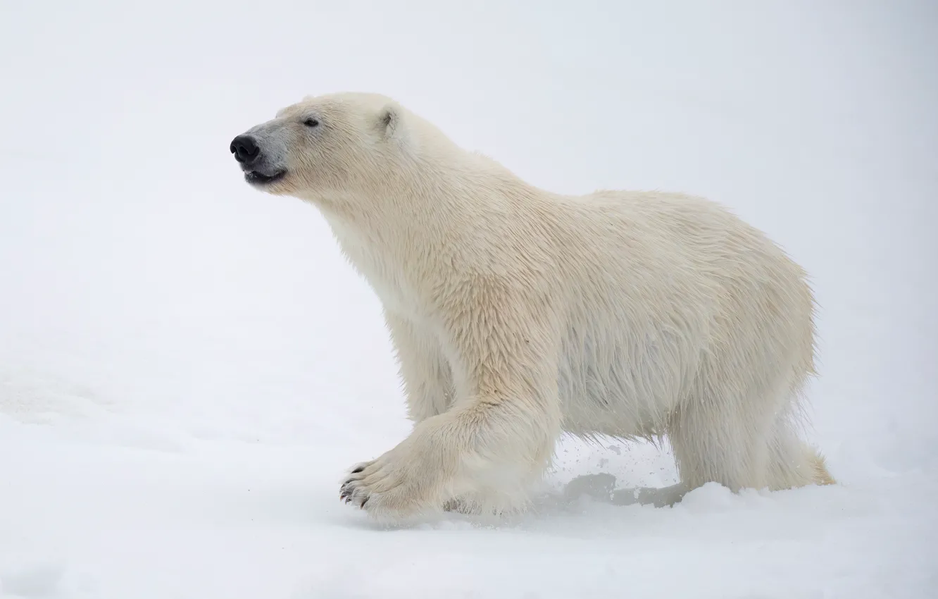 Photo wallpaper winter, snow, nature, pose, paws, the snow, white background, walk