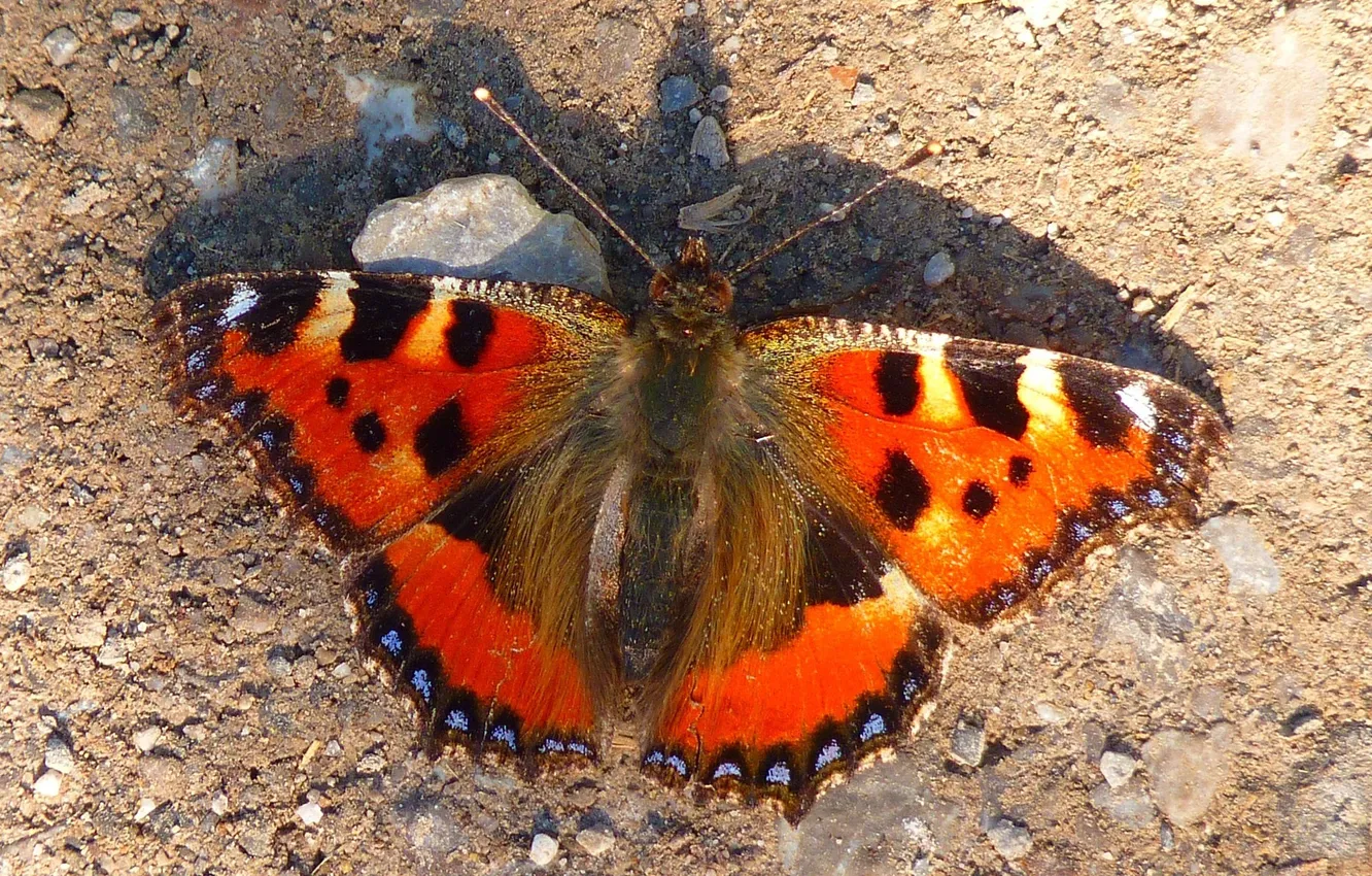 Photo wallpaper butterfly, wings, shadow, beautiful