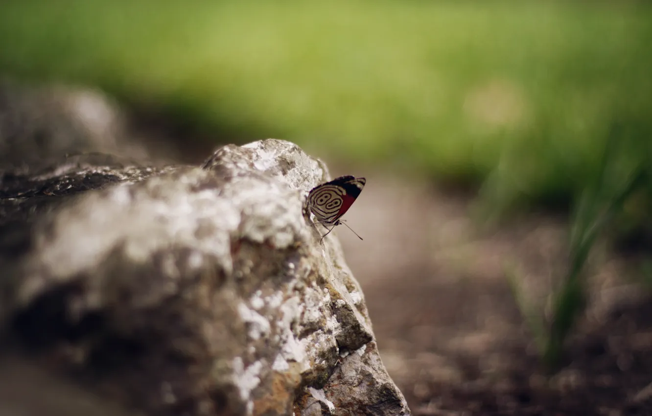 Photo wallpaper stones, butterfly, wings, insect