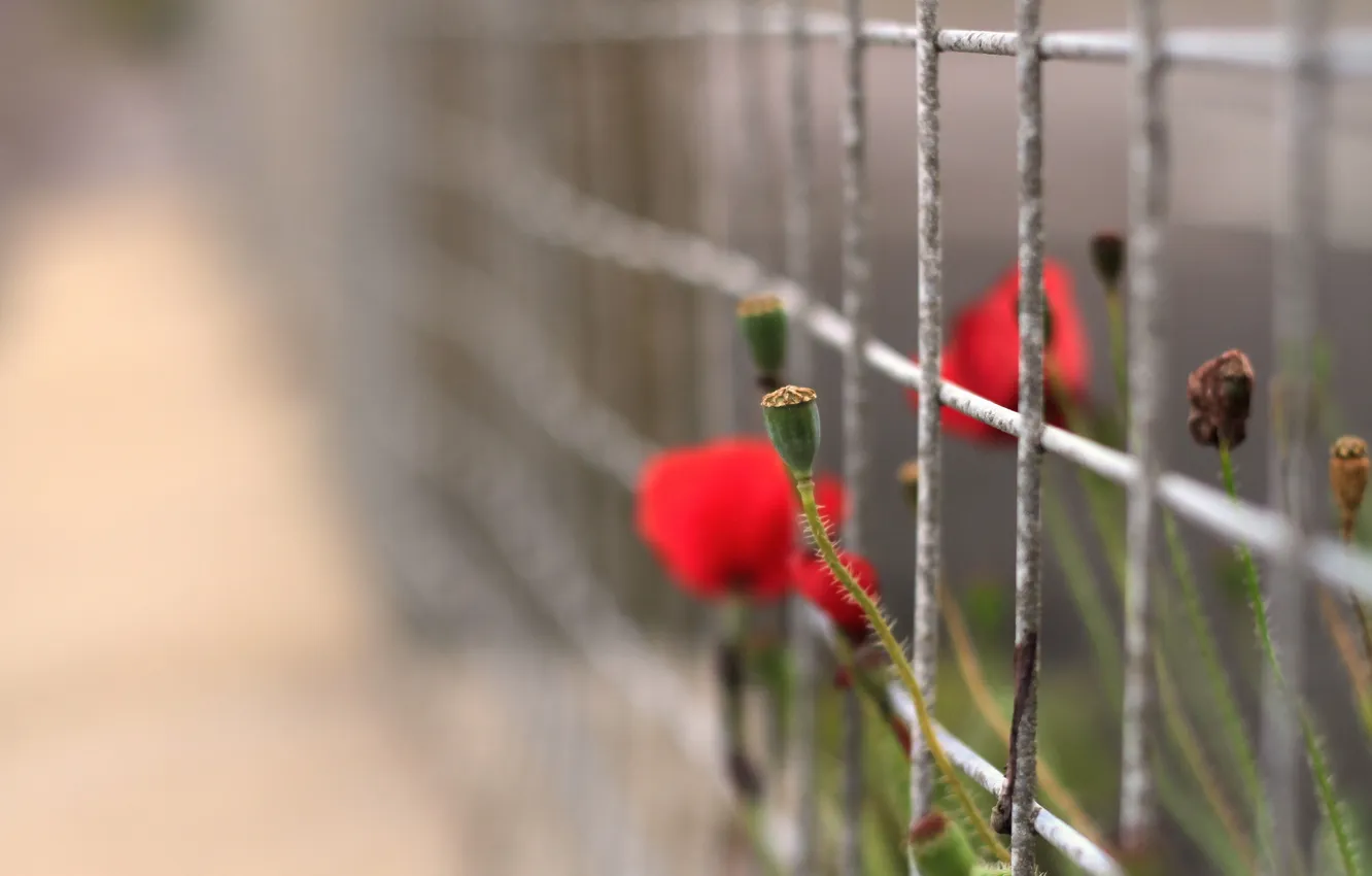 Photo wallpaper flowers, nature, the fence, Maki