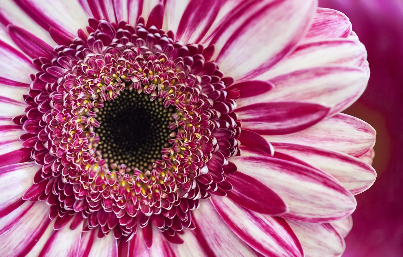 Photo wallpaper macro, flowers, gerbera, pink-white