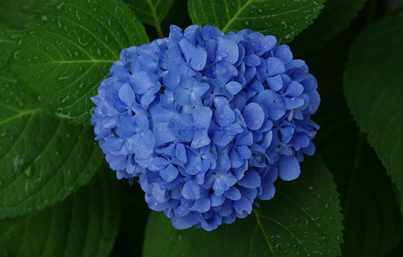 Photo wallpaper leaves, flowers, blue, the bushes, hydrangea