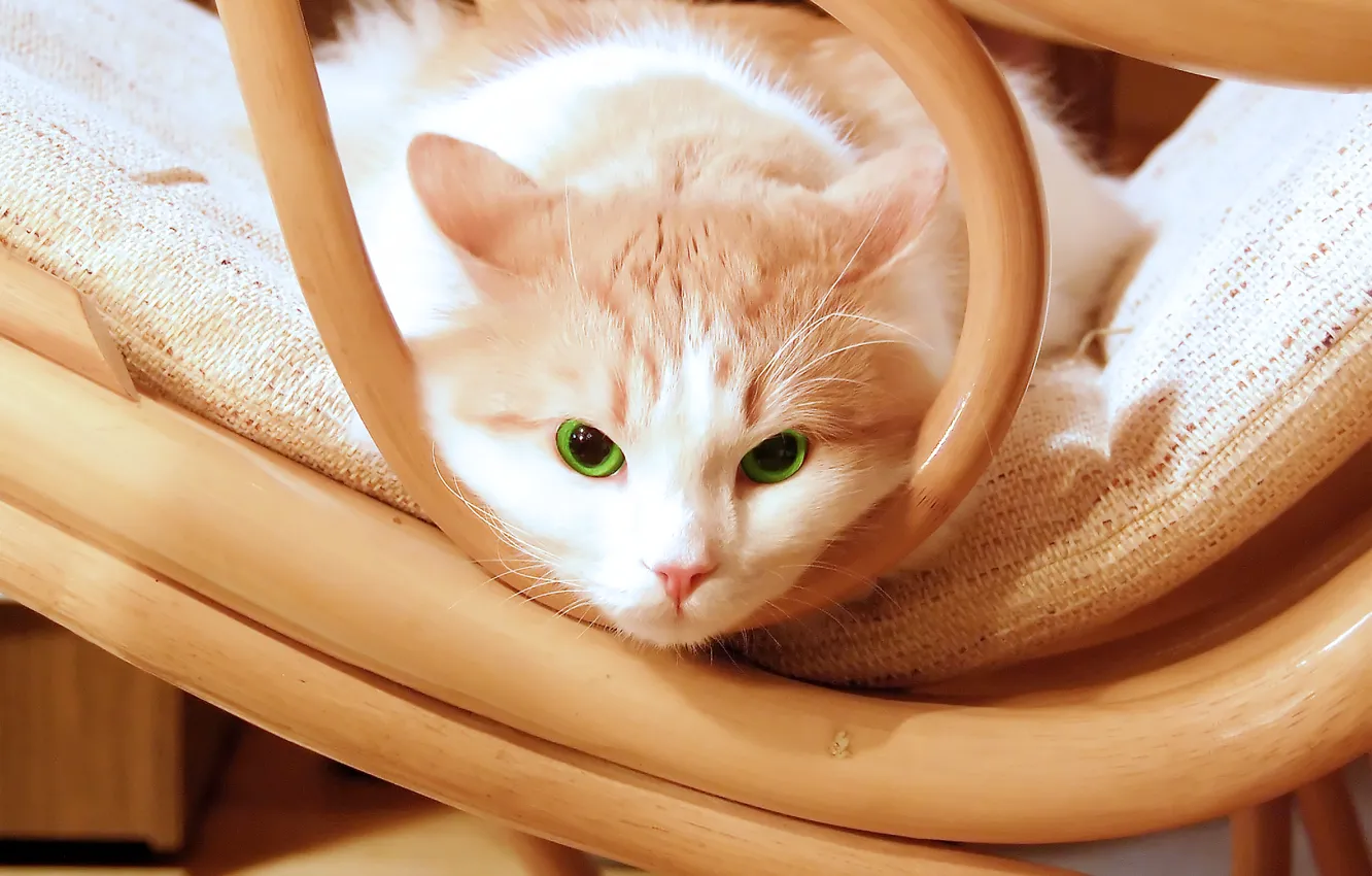 Photo wallpaper eyes, green, kitty, green, Cat, chair, kitten, eyes
