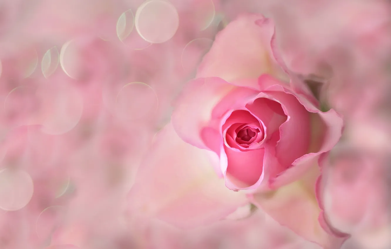 Photo wallpaper flower, rose, petals, Bud, Blik