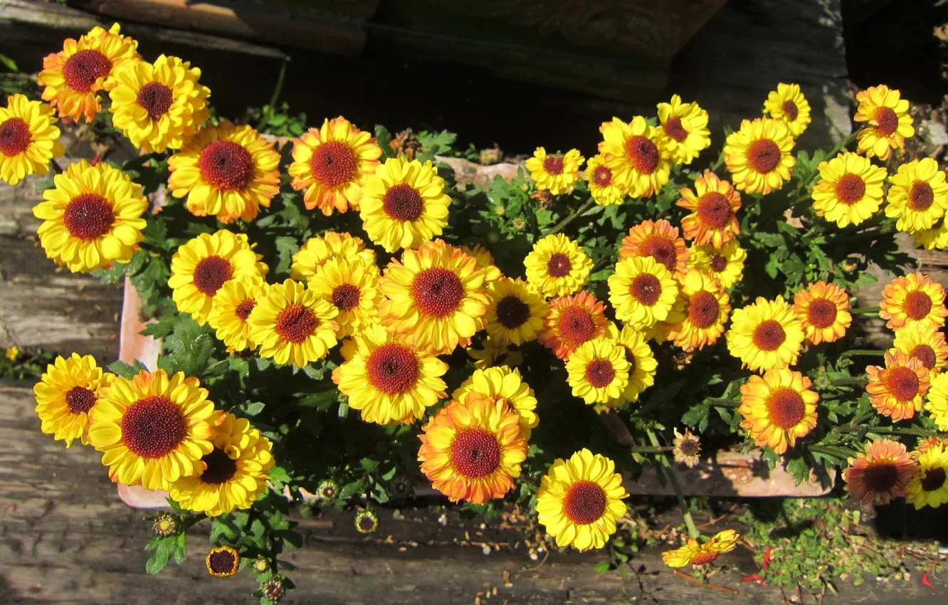 Photo wallpaper flowers, yellow, chrysanthemum