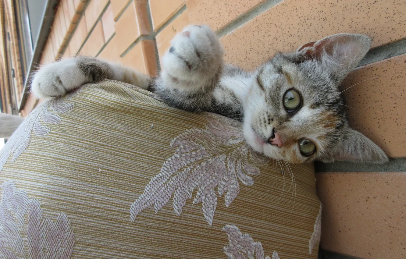 Photo wallpaper cat, look, kitty