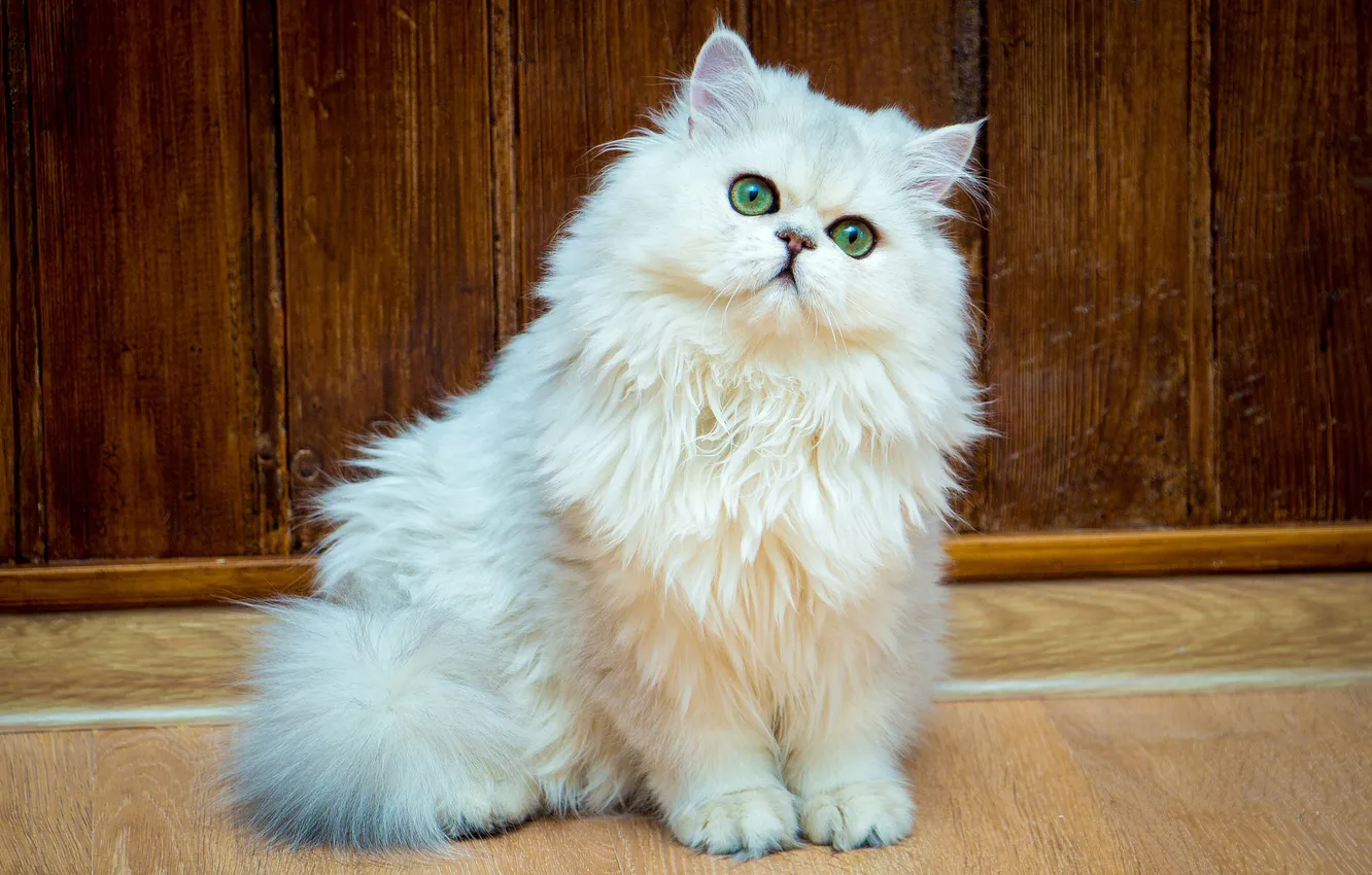 Photo wallpaper cat, cat, look, pose, face