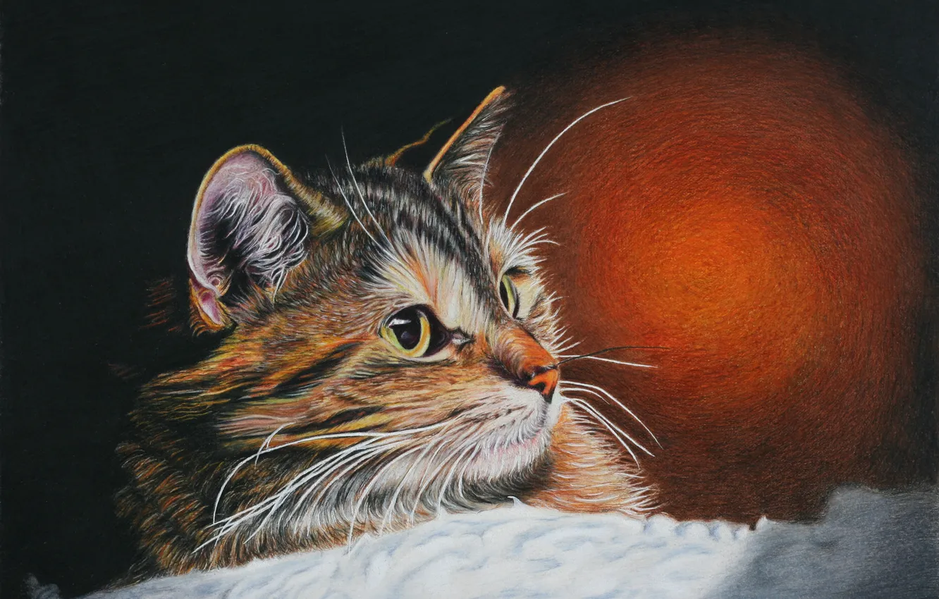Photo wallpaper cat, look, Koshak, painting, Tomcat
